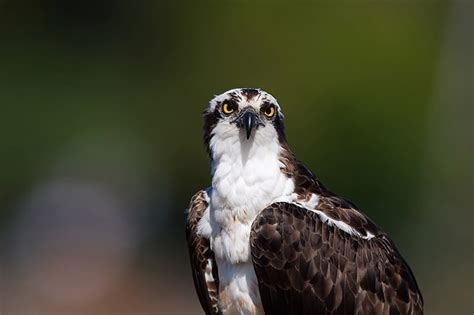 plural of osprey|where are ospreys found.